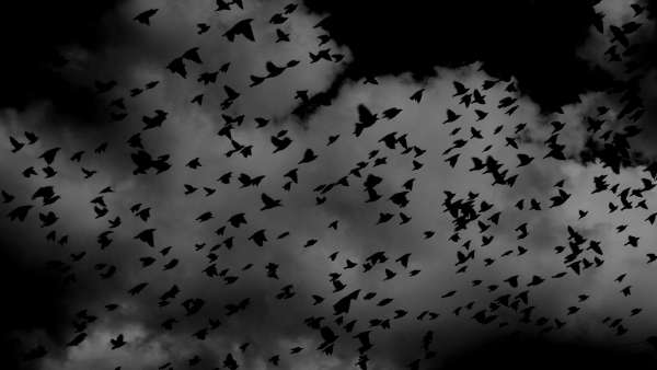 header thumbnail